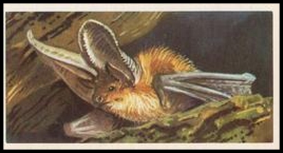 37 The Long Eared Bat